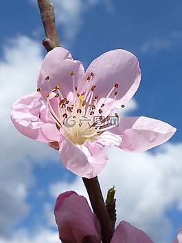 花,树上的水果,开花