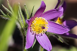 pasque 花,白头翁,花