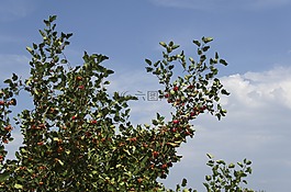 山楂,水果,樹