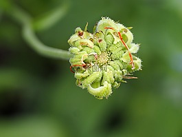 花,關(guān)閉,性質(zhì)
