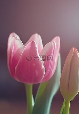 郁金香,花,開(kāi)花