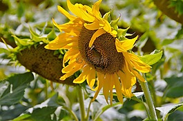 向日葵,花,黃