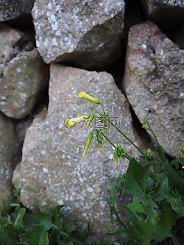 藍(lán)綠色煙草,煙草白,煙草灌木