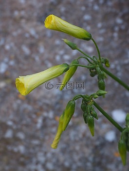 藍(lán)綠色煙草,煙草白,煙草灌木