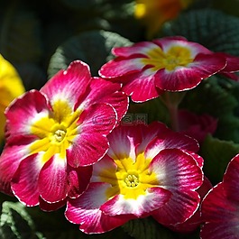 報(bào)春花,花,春天