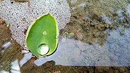 桌面,自然,植物區(qū)系