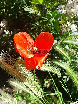 性質(zhì),花卉,夏季