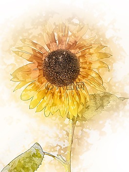 花卉,向日葵,黃色花