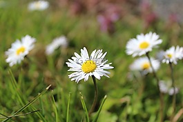花,白花,黛西
