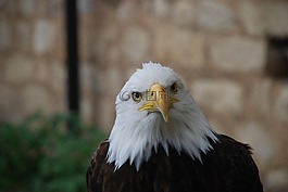 鷹,捕食鳥,鳥