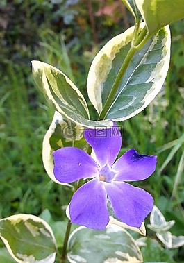 花卉,性質(zhì),開(kāi)花