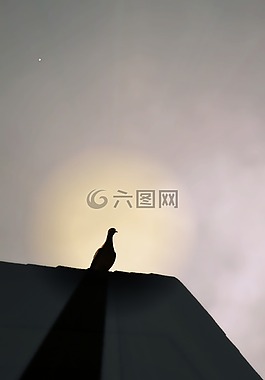 鴿子,屋頂,日出