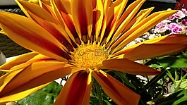 花,?lty,夏