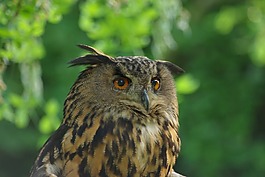 貓頭鷹,鳥,野生動物