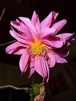 開花,粉紅色,盛開