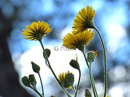 蒲公英,花,黃色花