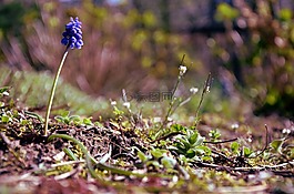 花,春,地面