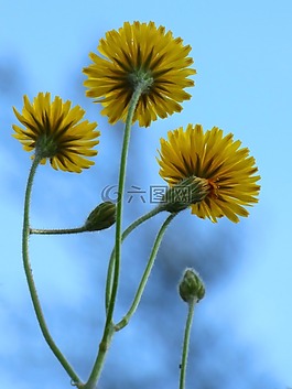 蒲公英,花,黃色花