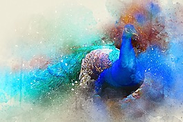 鳥,孔雀,羽毛