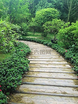 路徑,花園,景觀
