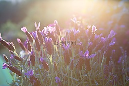 熏衣草,夏季,心情