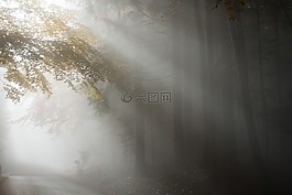 雾,秋季,光