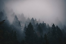 霧,冷,樹
