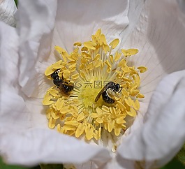 黃蜂在玫瑰,黃蜂,scolia黃蜂