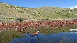 布鲁姆,湖上,尼禄