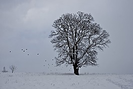 雪,冬天,樹