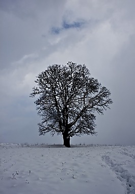 云,雪,冬天