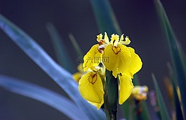 虹膜,花,黄色