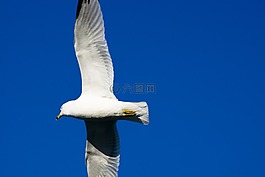 海鷗,天空,鷗