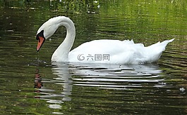 動物區(qū)系,鳥,野生鳥類