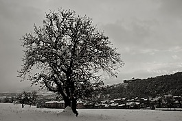 樹,雪,冬天
