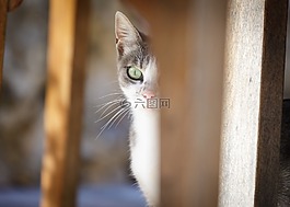 猫,小猫,虎斑猫