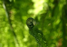 蕨類,綠色,森林