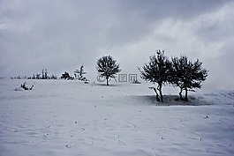 樹,雪,冬天