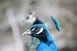 孔雀,鳥,動物
