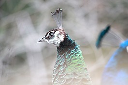 孔雀,鳥,羽毛
