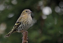 鳥,坐,羽毛