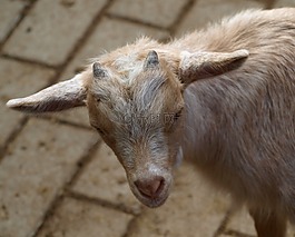 山羊,角,動物