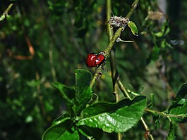 自然,動(dòng)物,花