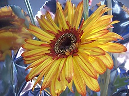 花,雛菊,性質(zhì)