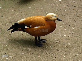 鐵銹鵝,鵝,鳥