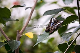 蝴蝶,動物,性質(zhì)