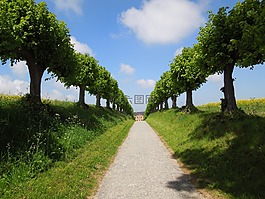 大道,夏季,樹木
