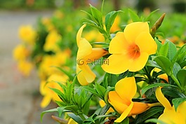 花,黃色,綠色