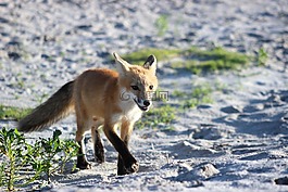 福克斯,野生動物,海灘