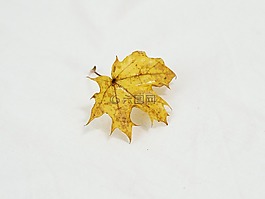 葉子,秋季,性質(zhì)